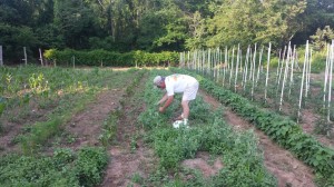 Mr. Galli picking a peck of pretty peas.